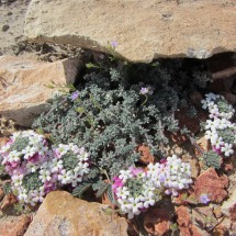 Beautiful flowers in the petrified forests natural monument